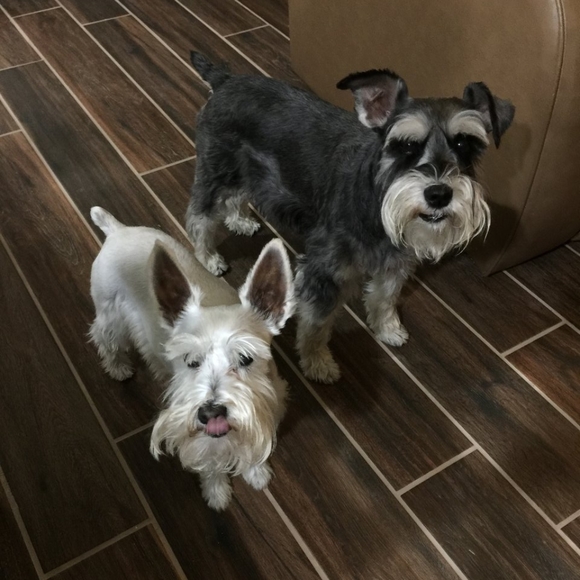 Honest Buyer and Seller 💞 - Picture 8 of 11